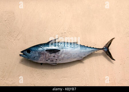 Freshly caught tuna in the sand. Zanzibar, Tanzania Stock Photo