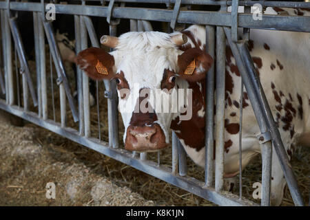 Cow in stable. france. Stock Photo