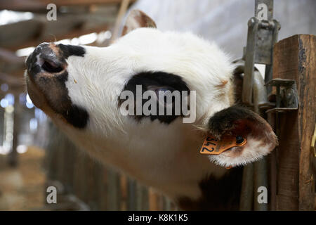 Calf in stable. france. Stock Photo
