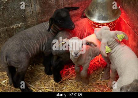 Newborn lamb under a heating lamp. france. Stock Photo