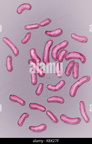 vibrio cholera sketchy micro flashcard vibrio cholera sketchy micro flashcard