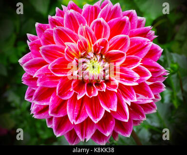 Beautiful Dark Pink Dahlia with White Edges Stock Photo - Alamy