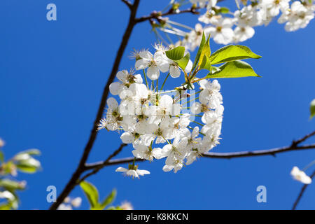 A few white inflorescences of cherries on the branches of a tree. Photo close-up in the spring. Blue sky and sunny day Stock Photo