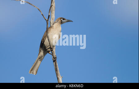 A Little Friarbird, Philemon citreogularis, perched in a tree with blue sky background and copy space in outback Western Queensland Stock Photo