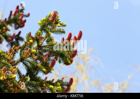 Red blossoming cones of spruce and female and male flowers of a tree photographed in the spring season. Against the blue sky Stock Photo