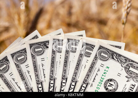 A bundle of one-dollar bills folded in a fan and photographed against a background of yellow ripe wheat. Close-up photo in summer Stock Photo