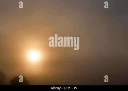 Yellow sun shining through the fog in the morning. The top of the deciduous tree is seen at the bottom left. dark photo with sky Stock Photo