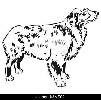 Decorative contour portrait of standing in profile Australian shepherd, vector isolated illustration in black color on white background Stock Vector