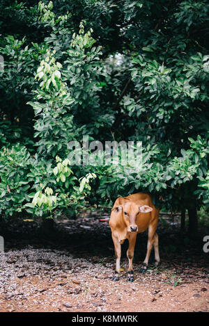 livestock.cow or calf is eating leaves in the farm.agricultural and farming business concept Stock Photo