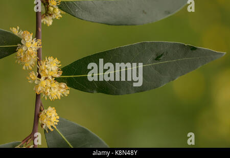 Sweet bay, Laurus nobilis, in flower in spring. Common culinary spice. Stock Photo
