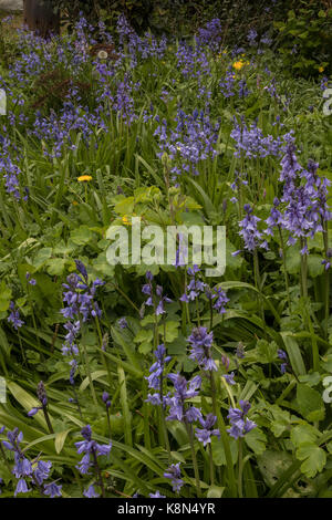 Hybrid Spanish bluebells, Hyacinthoides × massartiana, in widlife garden in spring. Dorset. Stock Photo