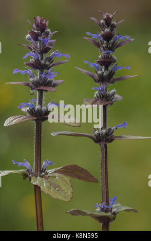 Common bugle, Ajuga reptans, in flower in spring, in pasture; Dorset. Stock Photo