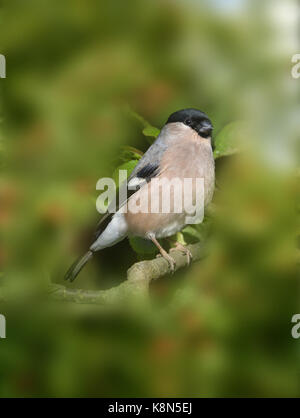 Bullfinch - Pyrrhula pyrrhula - Female Stock Photo