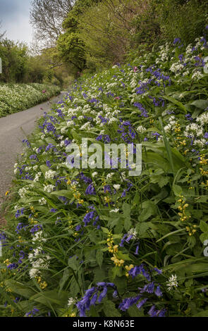 Beautiful flowery roadside verge in spring, with bluebells, wild garlic etc. near Powerstock, Dorset Stock Photo