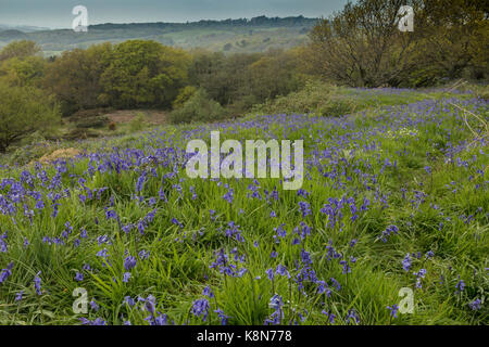 Bluebells, Hyacinthoides non-scripta, in open grassland at Powerstock Common, West Dorset Stock Photo