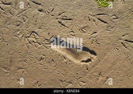 Footprints of a human and birds in the mud of a mudflat Stock Photo