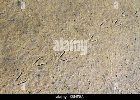 Footprints of a bird in the mud of a mudflat Stock Photo