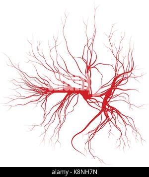 human veins, red blood vessels design. Vector illustration isolated on ...