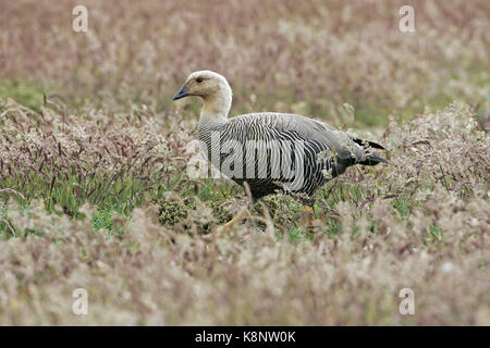 Upland goose Chloephaga picta female in grassland Falkland Islands Stock Photo