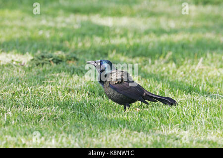 Common grackle Quiscalus quiscula adult on grassland Stock Photo