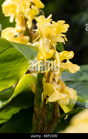 Yellow flowers in the spike of the exotic ginger lily, Hedychium wardii Stock Photo