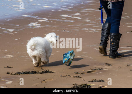 Crosby, Sefton, Merseyside. UK Weather. 20th September, 2017. Sunny day at on the Mersey Estuary as the high tide washes the shore and brings another deposit of plastic items onto the beach. Credit: MedciaWorldImages/AlamyLiveNews Stock Photo