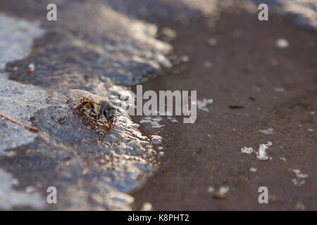 Asuncion, Paraguay. 20th Sep, 2017. A hot sunny day in Asuncion with temperatures high around 37°C as honey bee seeks out shallow water sources to stay hydrated near a puddle. Credit: Andre M. Chang/ARDUOPRESS/Alamy Live News Stock Photo
