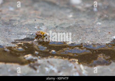 Asuncion, Paraguay. 20th Sep, 2017. A hot sunny day in Asuncion with temperatures high around 37°C as honey bee seeks out shallow water sources to stay hydrated near a puddle. Credit: Andre M. Chang/ARDUOPRESS/Alamy Live News Stock Photo
