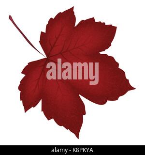 Image of realistic red maple leaf . Vector illustration isolated on white background. Stock Vector