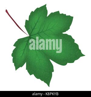 Image of realistic green maple leaf . Vector illustration isolated on white background. Stock Vector