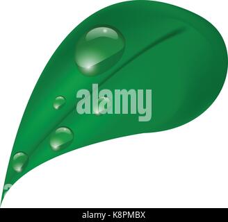 Vector illustration of a leaf and water drops on a white background Stock Vector