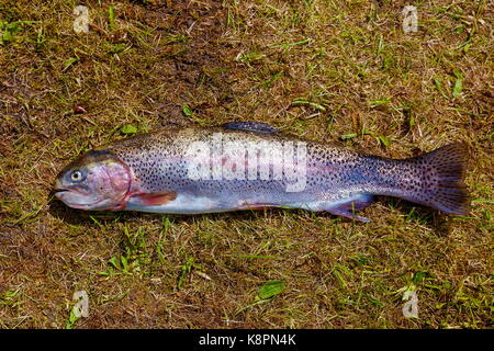 trout rainbow ready to grill, on the grass. Stock Photo