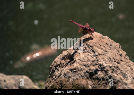 Crimson dragonfly resting on a sunlit rock above a pond with koi fish swimming in the background Stock Photo