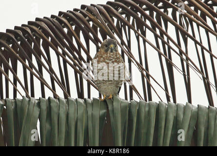 Broad-winged Hawk (Buteo platypterus) adult perched in palm tree  Bogota, Colombia           November Stock Photo