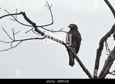 Collared Forest-falcon (Micrastur semitorquatus semitorquatus) dark morph adult perched in dead tree  Guaviare River, Inirida, Colombia        Novembe Stock Photo