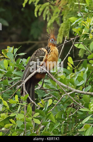 Hoatzin (Opisthocomus hoazin) adult perched on branch  Guaviare River; Inirida, Colombia       November Stock Photo