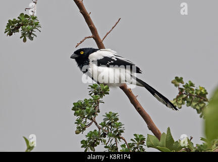 Magpie Tanager (Cissopis leverianus leverianus) adult perched on twig  Bogota, Colombia       November Stock Photo