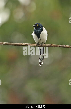 Magpie Tanager (Cissopis leverianus leverianus) adult perched on branch  Bogota, Colombia       November Stock Photo