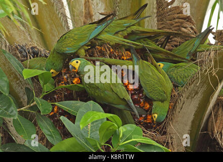 Red-bellied Macaw (Orthopsittaca manilatus) flock feeding on fruiting palm tree  San Jose del Guaviare, Colombia                 November Stock Photo