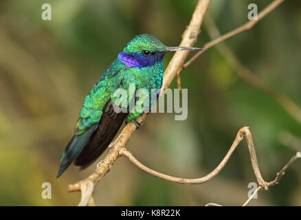 Sparkling Violet-ear (Colibri coruscans coruscans) adult perched on branch  Bogota, Colombia          November Stock Photo