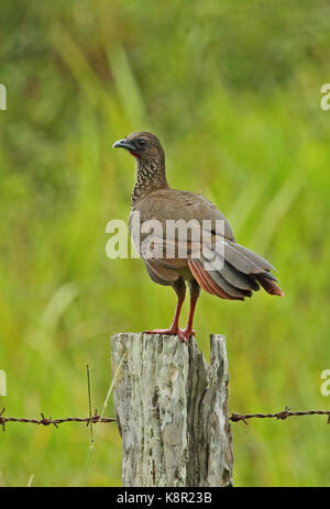 Speckled Chachalaca (Ortalis guttata guttata) adult standing on fence post  Nueva Dolima, Colombia         November Stock Photo