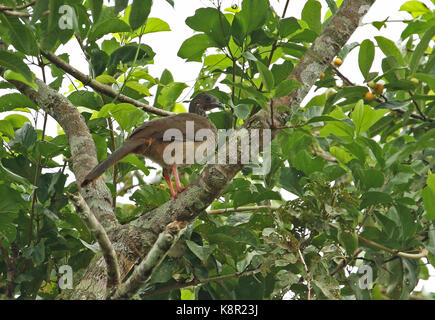 Speckled Chachalaca (Ortalis guttata guttata) adult standing on branch  San Jose del Guaviare, Colombia         November Stock Photo