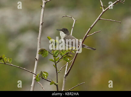 Eastern Orphean Warbler (Sylvia crassirostris crassirostris) adult male perched on twig in song  Podvelezje plateau, Herzegovina, Bosnia and Herzegovi Stock Photo