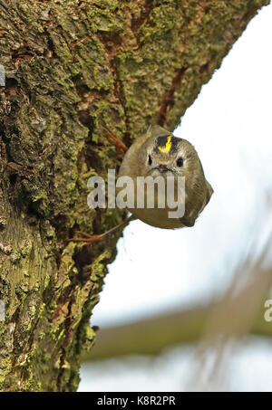 Goldcrest (Regulus regulus regulus) adult male foraging on tree trunk  Eccles-on-Sea, Norfolk      March Stock Photo