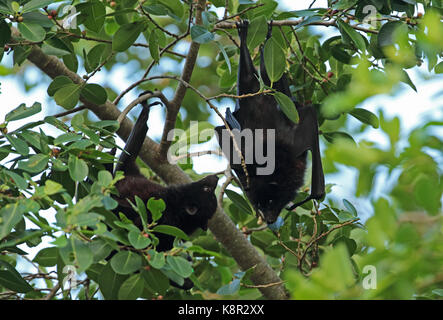 Christmas Island Flying-fox (Pteropus natalis) pair courting in fruiting tree, endangered species  Christmas Island, Australia         July Stock Photo