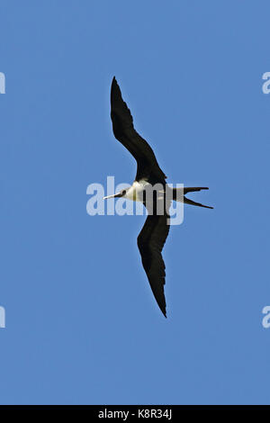 Lesser Frigatebird (Fregata ariel ariel) female in flight  Christmas Island, Australia      July Stock Photo