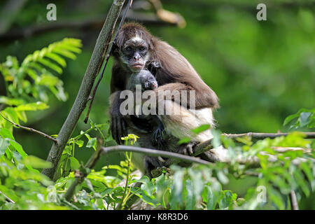 White Bellied Spider Monkey, Ateles belzebuth, mother with young on tree, Asia Stock Photo