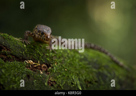 Yellow-spotted Tropical Night lizard (Lepidophyma flavimaculatum), adult on mossy log, Costa Rica, July Stock Photo