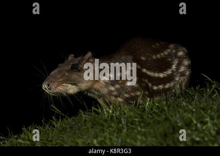 Cuniculus spotted paca mammals of south america / gibnuts giant rats ...
