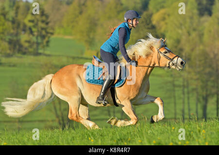 Rider on Haflinger horse galloping in a meadow Stock Photo